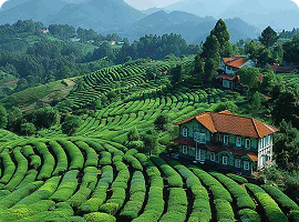Bangalore to Ooty
